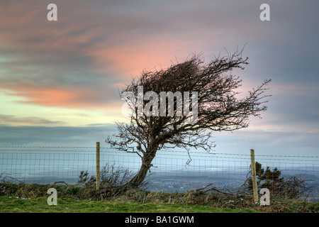 Windswept tree at sunset on the top of the Purbeck hills near Corfe Castle Dorset Stock Photo