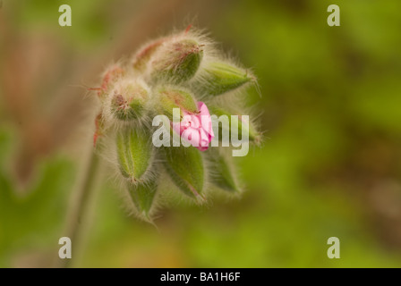 Pelargonium  capitatum (wild geranium, Rose scented geranium), Geraniaceae Stock Photo