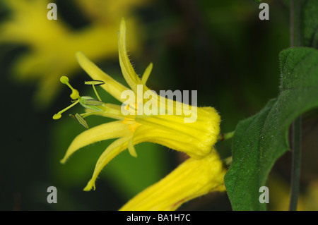 close up of passion flower Passiflora Citrina