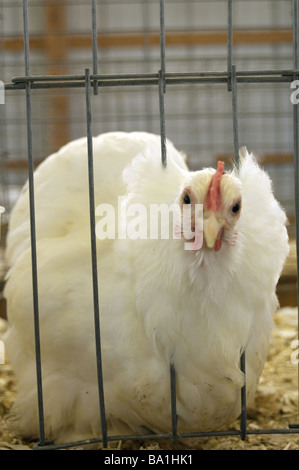 Chicken in the 4H poultry building at the Dutchess County fair in Rhinebeck New York Stock Photo