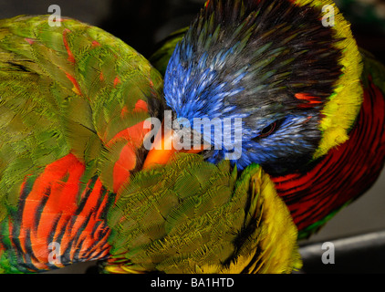 Image result for The rainbow lorikeet is a species of parrot found in Australia. It is ...