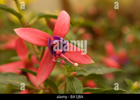 Fuchsia sp. 'Blue Eyes', Onagraceae Stock Photo