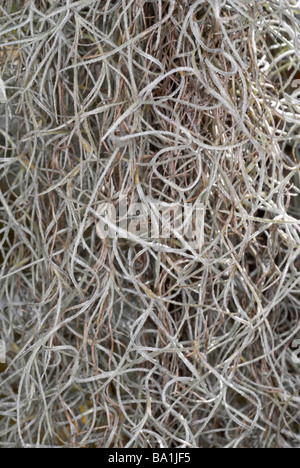 Spanish moss or Tillandsia usneoides Stock Photo - Alamy