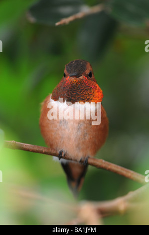 Rufous Hummingbird (Selasphorus rufus) Stock Photo