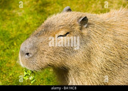 Capivara (<em>Hidrochaeris hidrochaeris</em>)