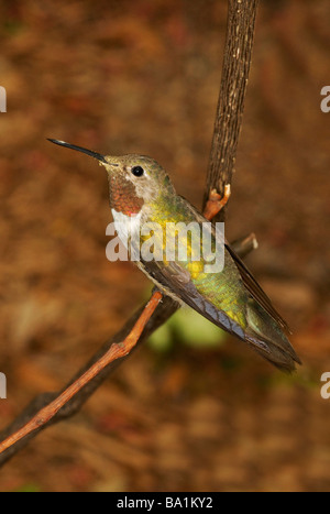 The Broad-tailed hummingbird, Selasphorus platycercus, is a medium-sized hummingbird, nearly four inches (10 cm) in length. Stock Photo