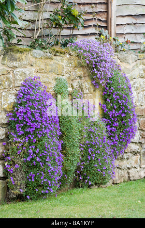 Aubretia (Aubrieta), growing in garden wall. UK Stock Photo