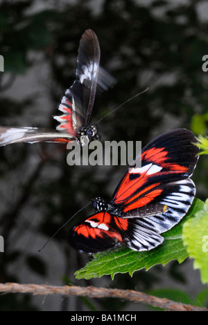 Postman Butterfly, Heliconius melpomene Stock Photo