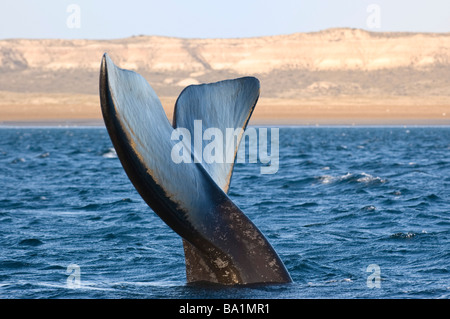 Right whale in Puerto Piramides Peninsula Valdes Patagonia Argentina Stock Photo