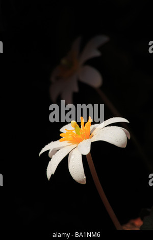 Bloodroot, Shenandoah National Park, Virginia, USA Stock Photo