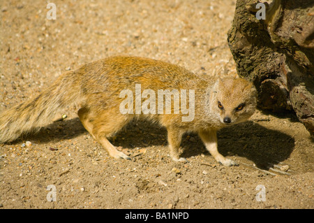 Yellow Mongoose Cynictis Penicillata Mongeese Stock Photo