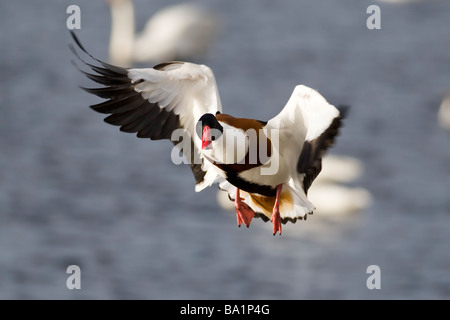 Shelduck Tadorna tadorna Stock Photo