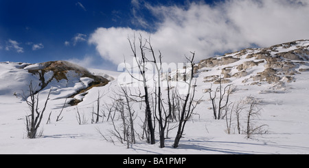 Panorama of dead trees at active Jupiter and quiet Mound Terrace at Mammoth Hot Springs Yellowstone National Park Wyoming USA Stock Photo