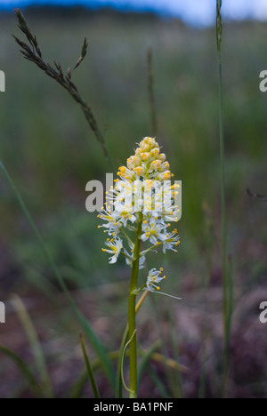 yellow wild flowers in the mountains near Boulder Colorado Stock Photo