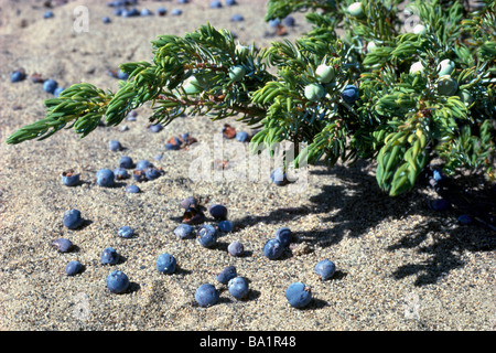 Dwarf Juniper aka Common Juniper (Juniperus communis) Shrub with Berries on the Bush and on the Ground Stock Photo