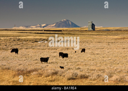 Cattle on the open range near Shelby, Montana Stock Photo