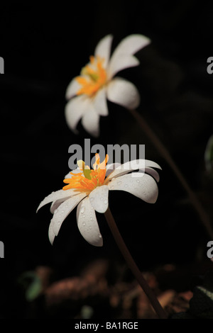 Bloodroot, Shenandoah National Park, Virginia, USA Stock Photo