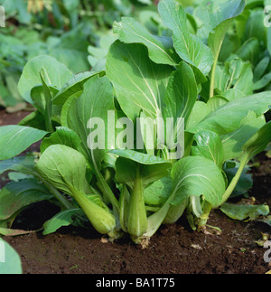 Bok Choy Growing in Field Stock Photo
