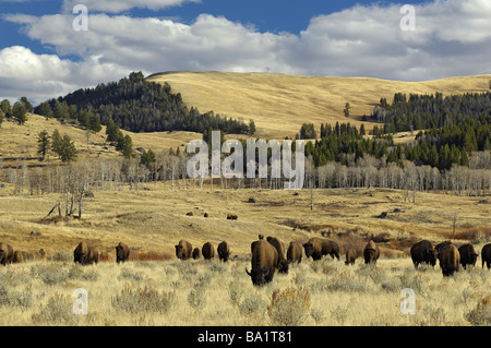 Buffalo Herd Landscape Stock Photo