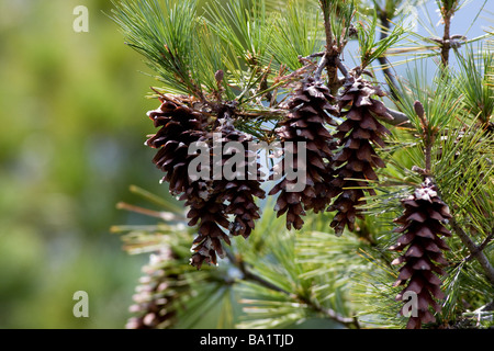 Pine cones close up Stock Photo