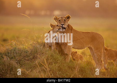 Sunset Close-up Lion Mother and Cub Stock Photo