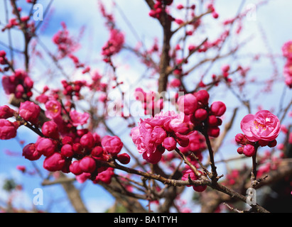 Cherry Plum Trees Blooming in Springtime Stock Photo