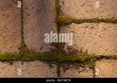 Moss grows between paver bricks on a shady garden walkway Stock Photo