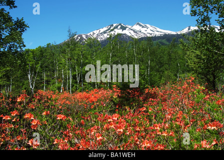 Wild Red Flowers and Snowy Covered Mountains in Forest Stock Photo
