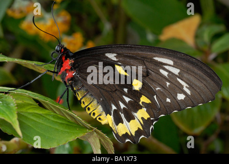 female Cairns Birdwing butterfly, Ornithoptera euphorion Stock Photo