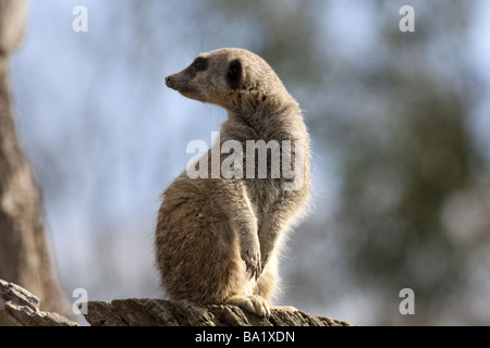 A Slender Tailed Meerkat standing up and looking behind him. Stock Photo