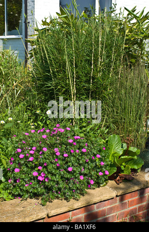 Raised garden border with hardy Geranium sanguineum John Elsley and tufted bamboo grass in June Stock Photo