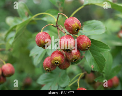 Crataegus Cuneata Berries on Hawthorn Tree Stock Photo
