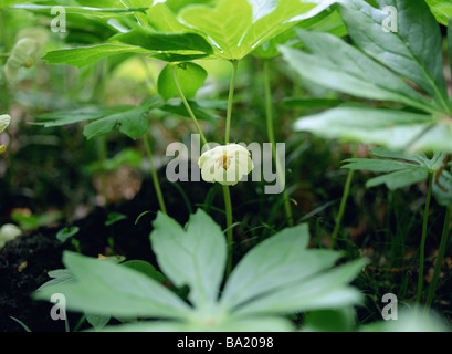 Mayapple Flower Blooming in Forest Stock Photo