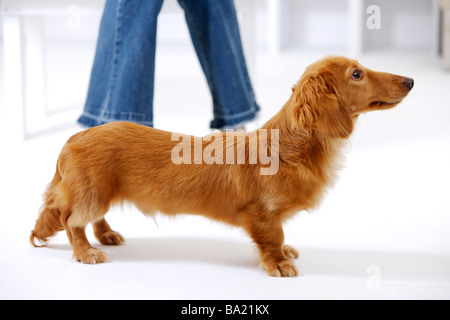 Portrait of Dachshund with jeans hanging behind sude view Stock Photo
