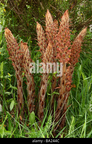 A group of Greater Broomrape (Orobanche rapum genistae) Limousin France Stock Photo