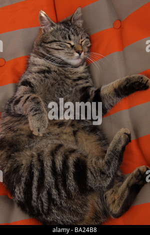 A fat tabby cat asleep on a brightly coloured sun lounger Stock Photo