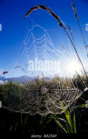 Spider Web and Seed Heads covered in Early Morning Dew Stock Photo