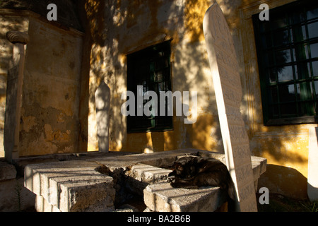 Black Cat sleeping in the graveyard of a Turkish Mosque near Mandraki Harbour Rhodes Greece (c) Marc Jackson Photography Stock Photo