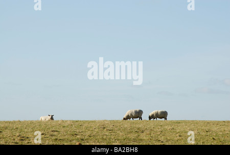 Three sheep grazing and sitting on horizon of the South Downs against blue sky, Graffam Down, West Sussex, England Stock Photo