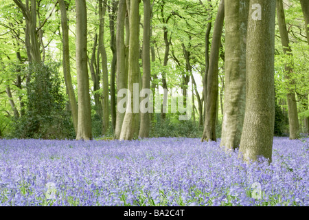 Bluebells Growing In Woodland Stock Photo