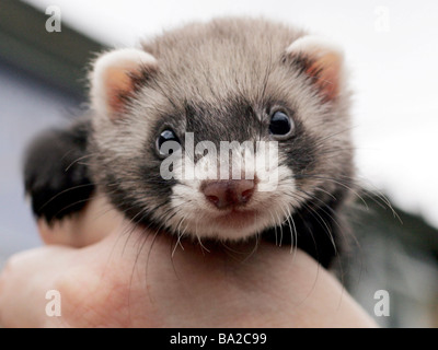 A polecat ferret kit Stock Photo