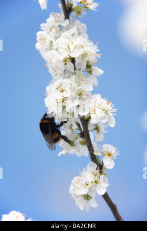 Bumblebee Collecting Pollen From Apple Blossom Stock Photo