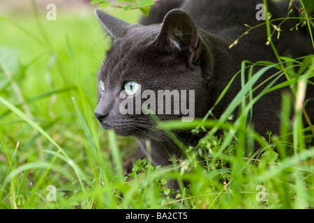 Russian blue cat in grass hunting. Stock Photo