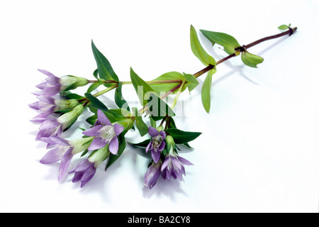 Autumn Dwarf Gentian, Felwort (Gentiana amarella), twig with flowers and leaves. Stock Photo