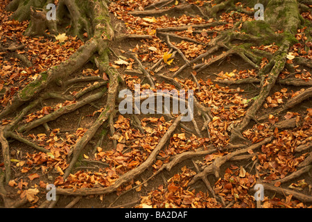 Tree Roots Protruding Through Autumn Leaves Stock Photo