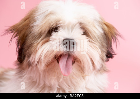 Close Up Of Lhasa Apso Dog Stock Photo