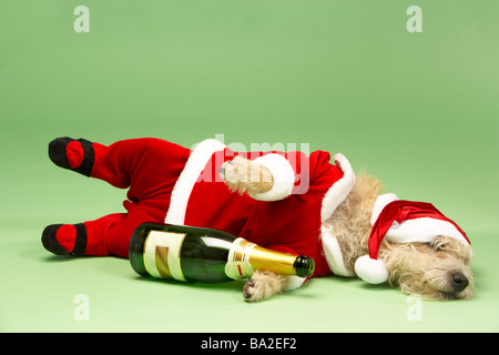 Samll Dog In Santa Costume Lying Down With Champagne Bottle Stock Photo