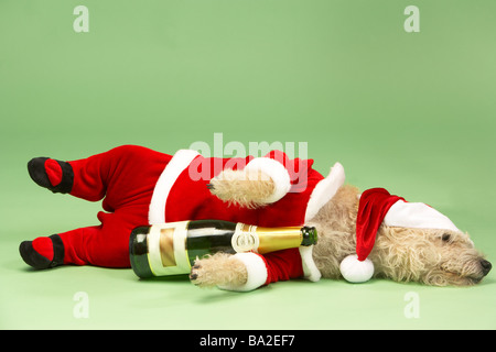 Samll Dog In Santa Costume Lying Down With Champagne Bottle Stock Photo