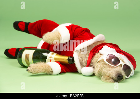 Samll Dog In Santa Costume Lying Down With Champagne and Shades Stock Photo