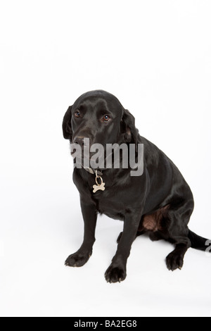 Black Dog Sitting Down Stock Photo